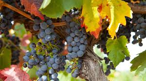 2022 - Charles Brotte Grand Vallon Syrah