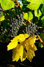 2021 Tunella Pinot Nero