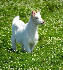 2022 Little White Goat Sauvignon Blanc