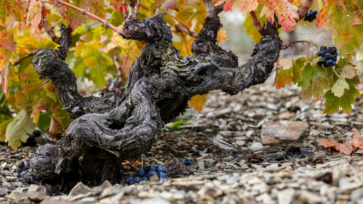 2021 Altovinum Evodia Garnacha